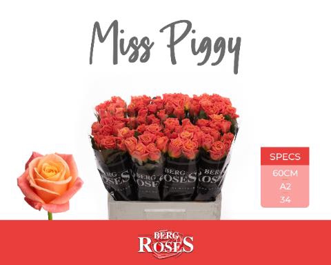 R GR MISS PIGGY+