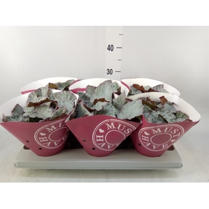 Begonia BD 'Hawaiian Silver'