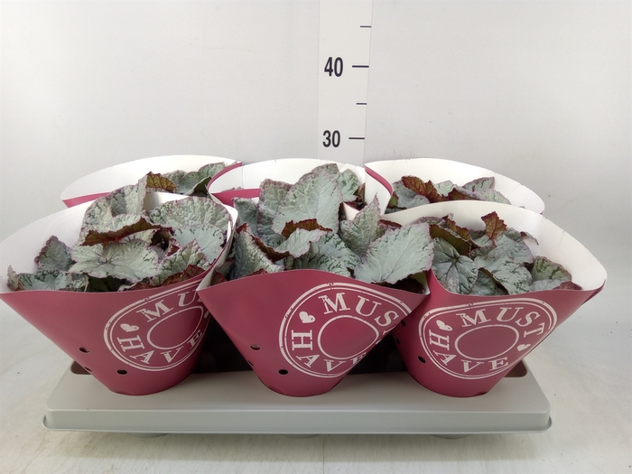 <h4>Begonia BD 'Hawaiian Silver'</h4>