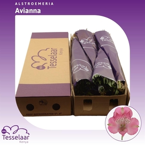 Alstroemeria Avianna | Heavy Quality