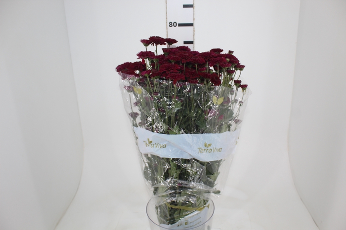 <h4>CRISANTEMO SANTINI JINDA 080 CM</h4>