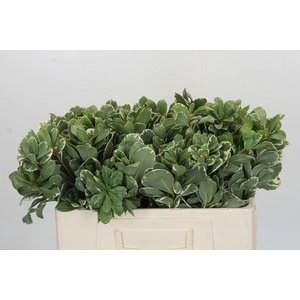 PITTOSPORUM ILAN