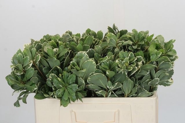 <h4>PITTOSPORUM ILAN</h4>