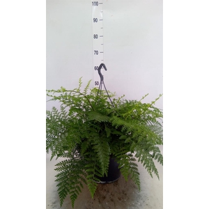 Asplenium 'Parvati'
