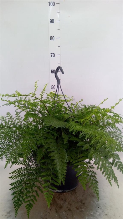 <h4>Asplenium 'Parvati'</h4>