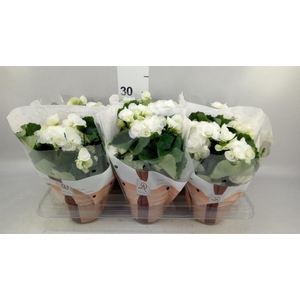 Begonia elat. HL 'Clara'