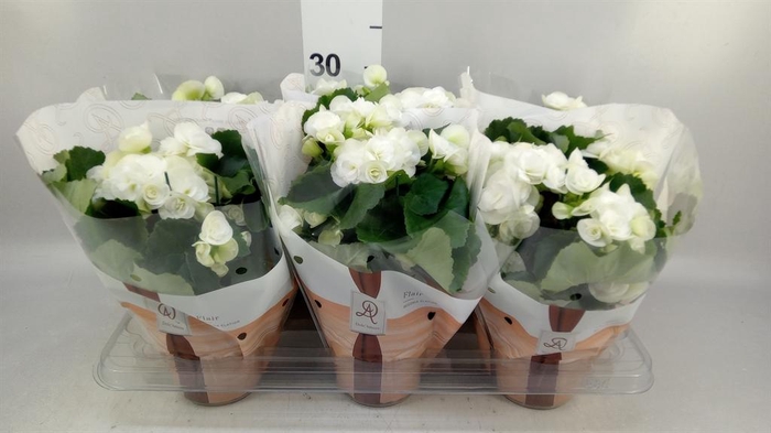 <h4>Begonia elat. HL 'Clara'</h4>