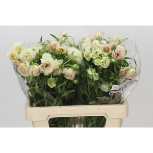 Ranunculus Butterfly Ariadne