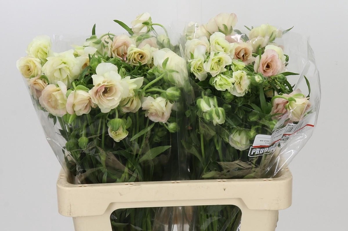 <h4>Ranunculus Butterfly Ariadne</h4>