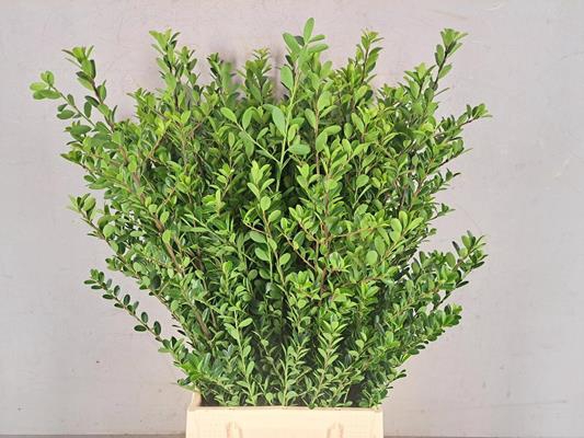 <h4>Ilex Green Hedge</h4>