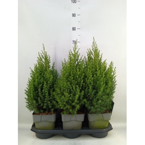 Juniperus chinensis 'Stricta'