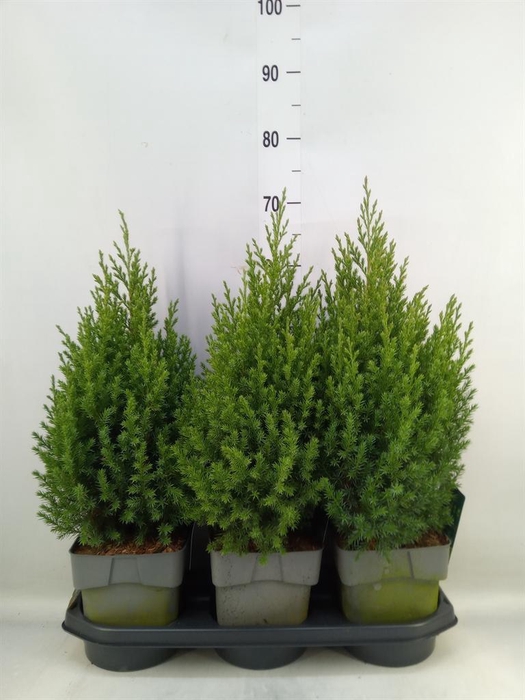 <h4>Juniperus chinensis 'Stricta'</h4>