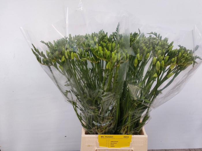 <h4>FR EN AMBASSADOR</h4>