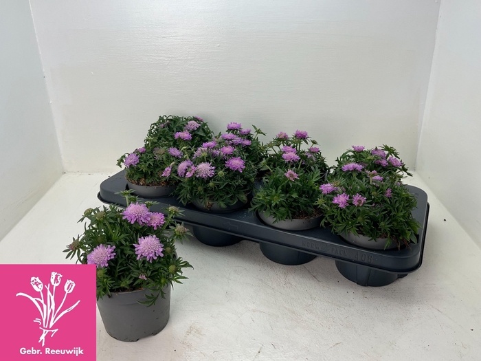 <h4>SCAB PINK DIAMONDS</h4>