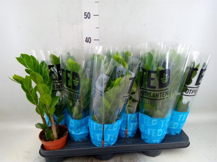 <h4>Zamioculcas zamiifolia</h4>