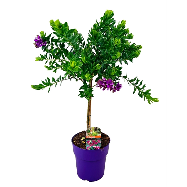 <h4>Polygala myrtifolia</h4>