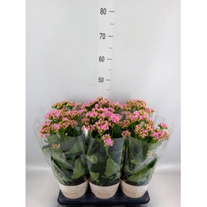 Kalanchoe  'RoseFlow Graceful Pink'