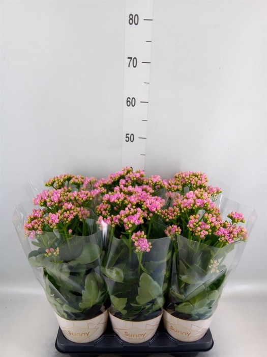 <h4>Kalanchoe  'RoseFlow Graceful Pink'</h4>