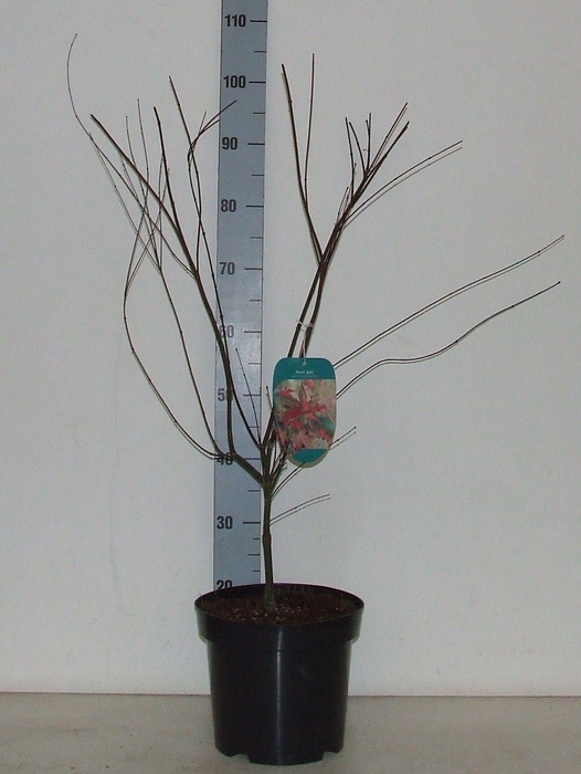 <h4>Acer palmatum 'Shin-deshojo' P26 Full CC</h4>