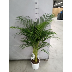 Dypsis lutescens   ...Chrysalidoca