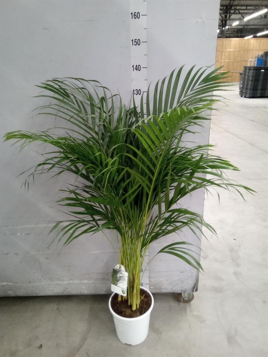 <h4>Dypsis lutescens   ...Chrysalidoca</h4>