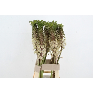 EUCOMIS BRONZE