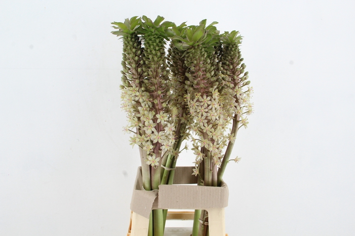 <h4>EUCOMIS BRONZE</h4>