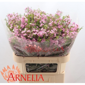 Chamelaucium kerryn