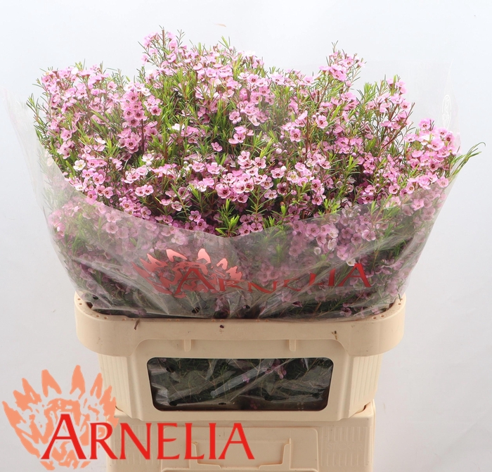 <h4>Chamelaucium kerryn</h4>
