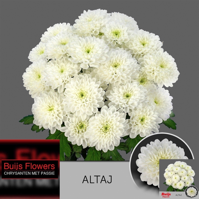 <h4>CHR T ALTAJ</h4>