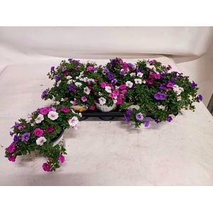 CALIB TRIOB P GEM PT