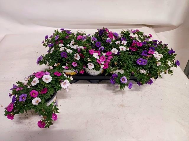 <h4>CALIB TRIOB P GEM PT</h4>