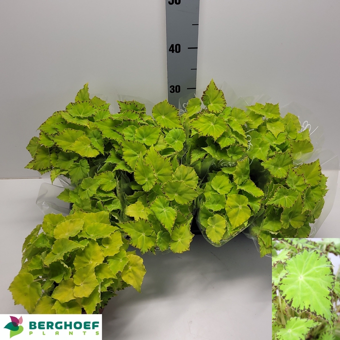 <h4>BEG BELEAF LIMA LOVE</h4>