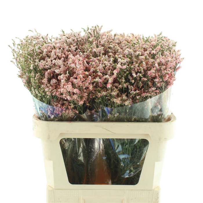 Limonium Joy Peach