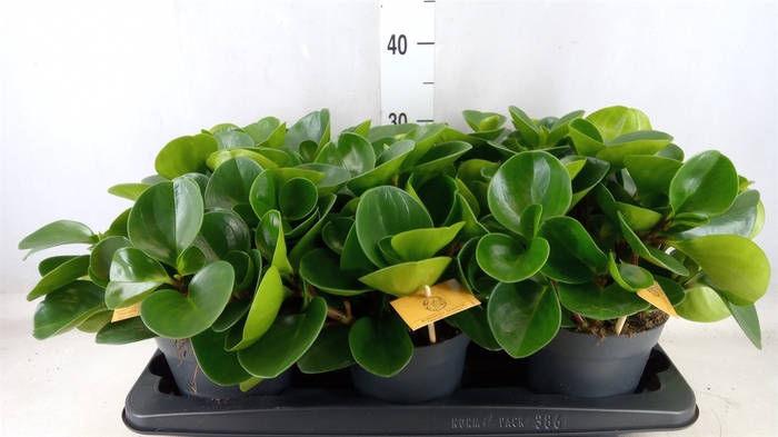 <h4>Peperomia obt. 'Green Gold'</h4>