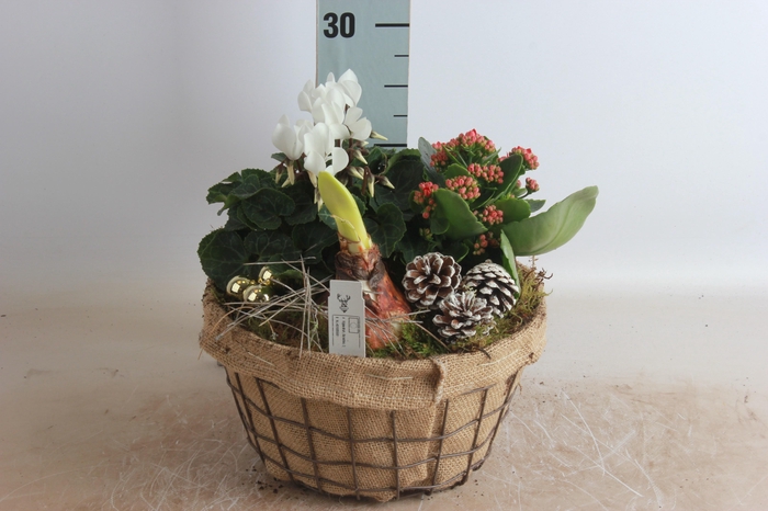 <h4>ARR HIPPEASTRUM</h4>