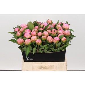 Paeonia Catharina Fontijn