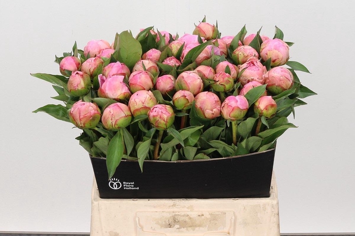 <h4>Paeonia Catharina Fontijn</h4>