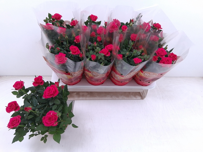 <h4>RO FAV RO PINK</h4>