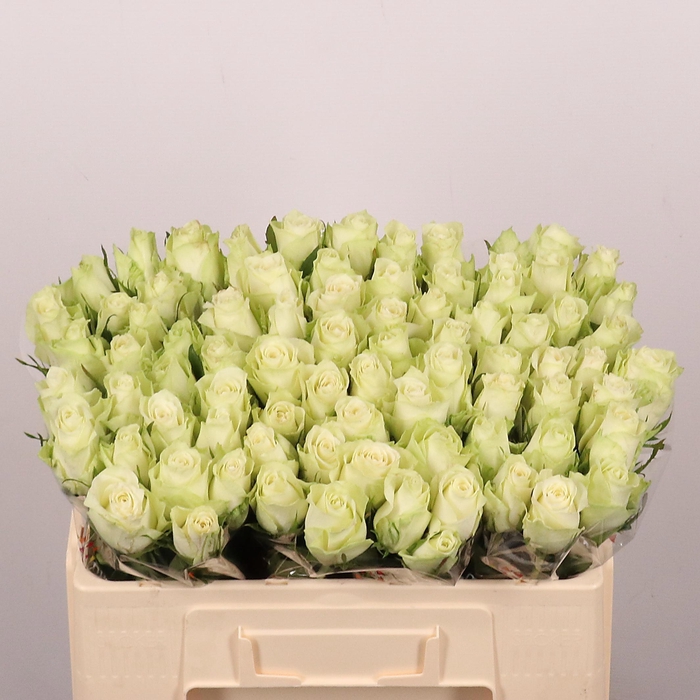 <h4>R GR ATHENA</h4>