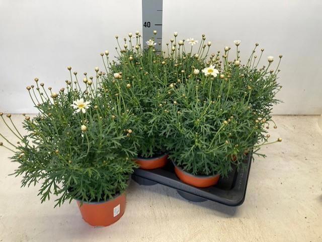 <h4>ARG SIMBA WHITE</h4>