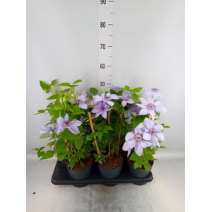 Clematis  'Boulevard'   ...