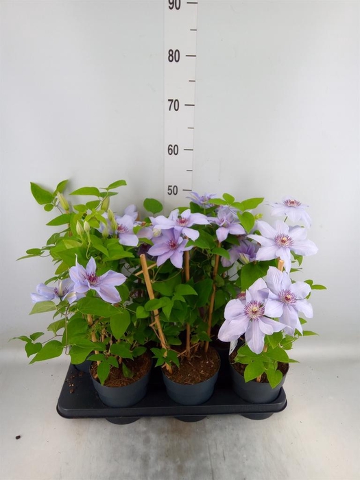 <h4>Clematis  'Boulevard'   ...</h4>
