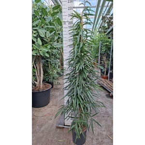 Ficus Alii