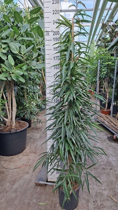 <h4>Ficus Alii</h4>