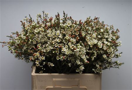 <h4>Chamelauc Sirius</h4>