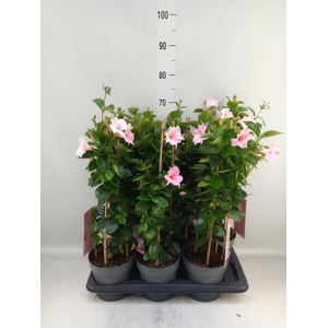 Mandevilla am. 'Sundav Cream Pink'