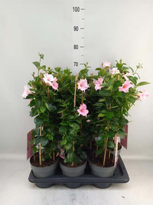 <h4>Mandevilla am. 'Sundav Cream Pink'</h4>