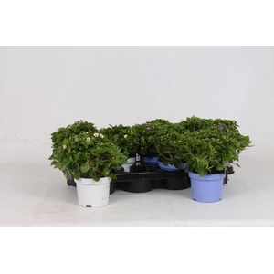 EXACUM OV