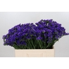 Limonium Navy Sun Birds